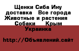 Щенки Сиба Ину доставка - Все города Животные и растения » Собаки   . Крым,Украинка